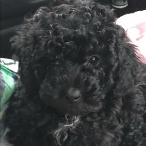 Meet your Posher, Cindy